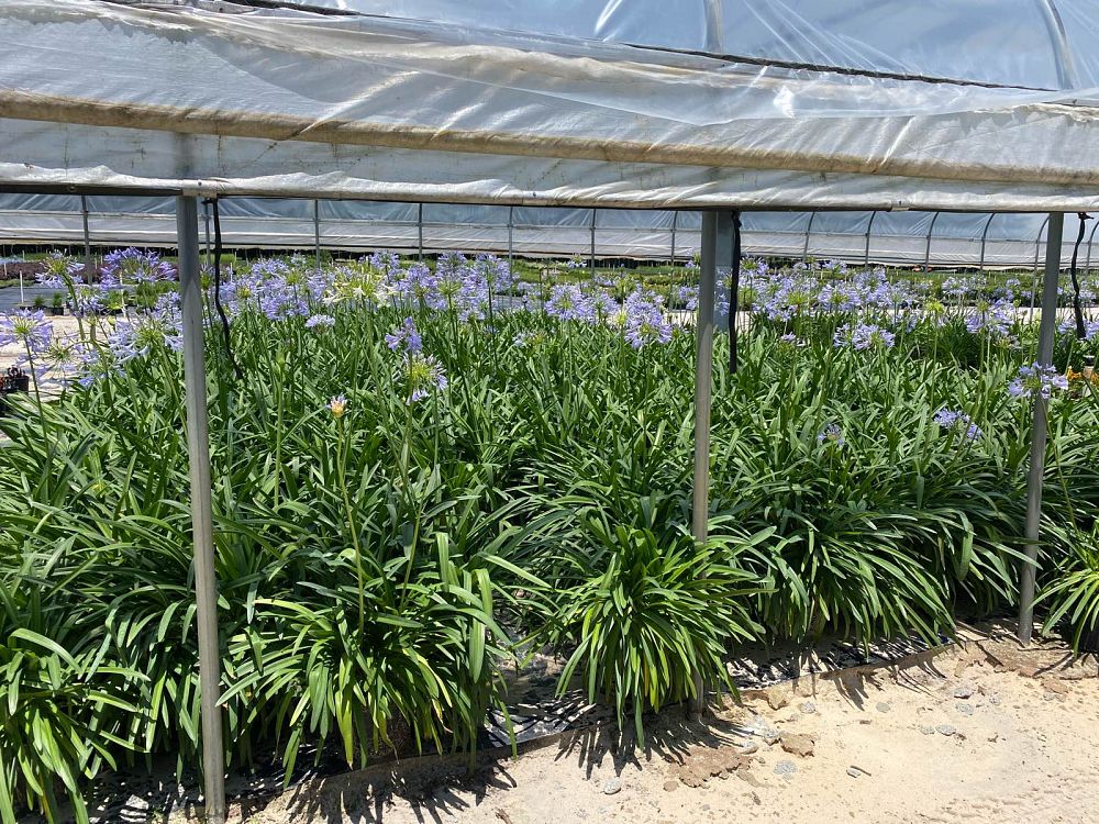 agapanthus-africanus-lily-of-the-nile