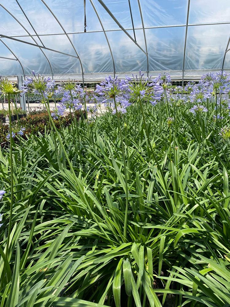 agapanthus-africanus-lily-of-the-nile