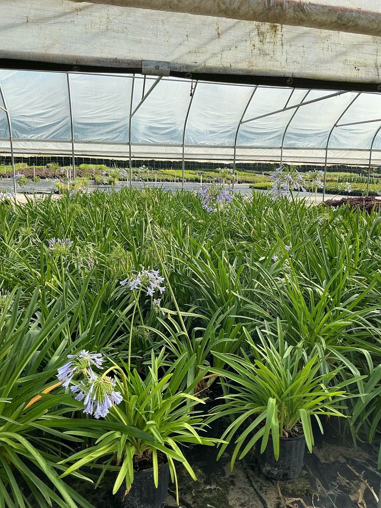 agapanthus-africanus-lily-of-the-nile