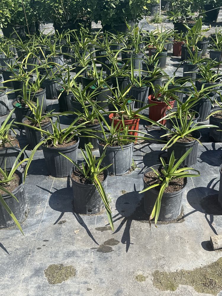 agapanthus-africanus-lily-of-the-nile
