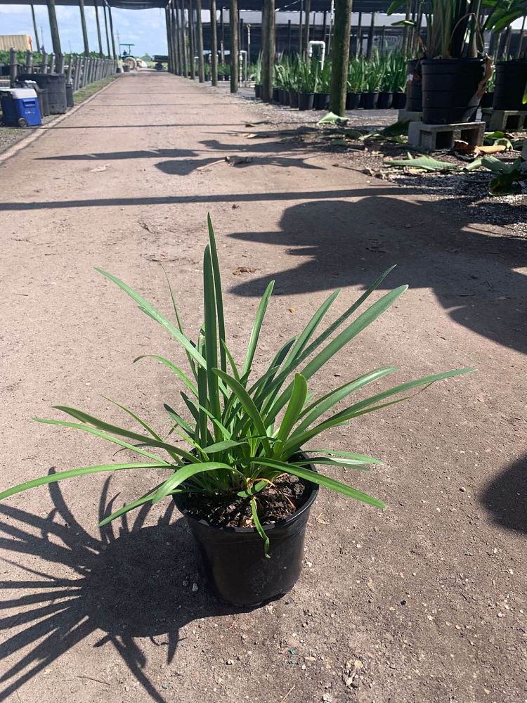 agapanthus-africanus-lily-of-the-nile