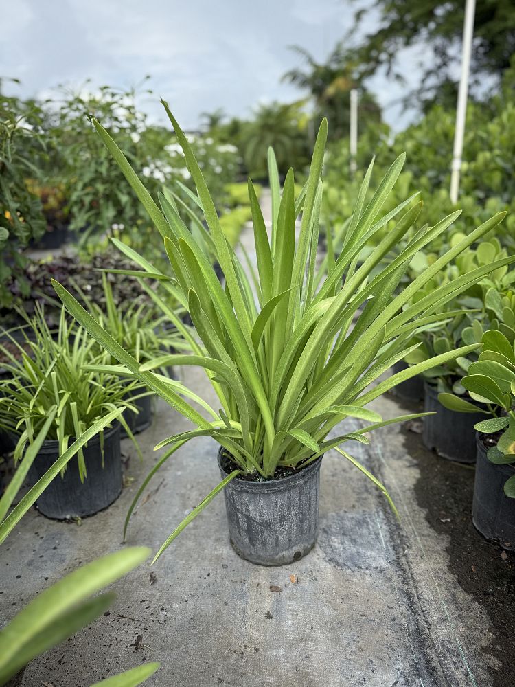 agapanthus-africanus-lily-of-the-nile