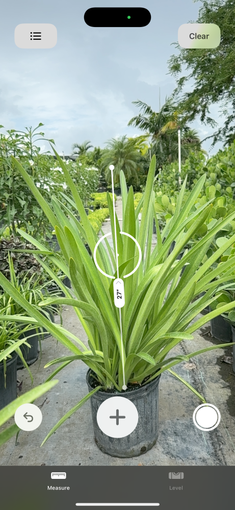agapanthus-africanus-lily-of-the-nile