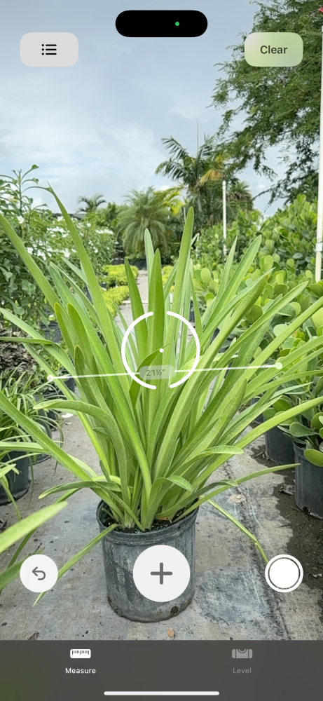 agapanthus-africanus-lily-of-the-nile