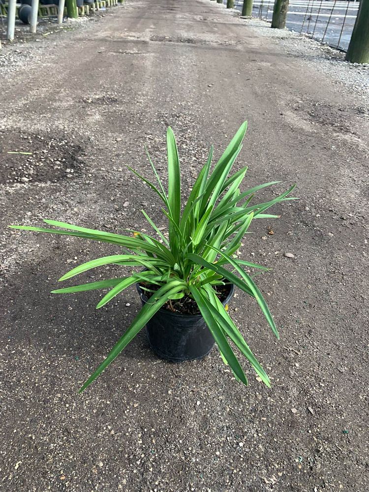 agapanthus-africanus-lily-of-the-nile