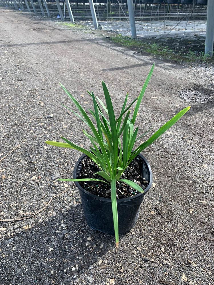agapanthus-africanus-lily-of-the-nile