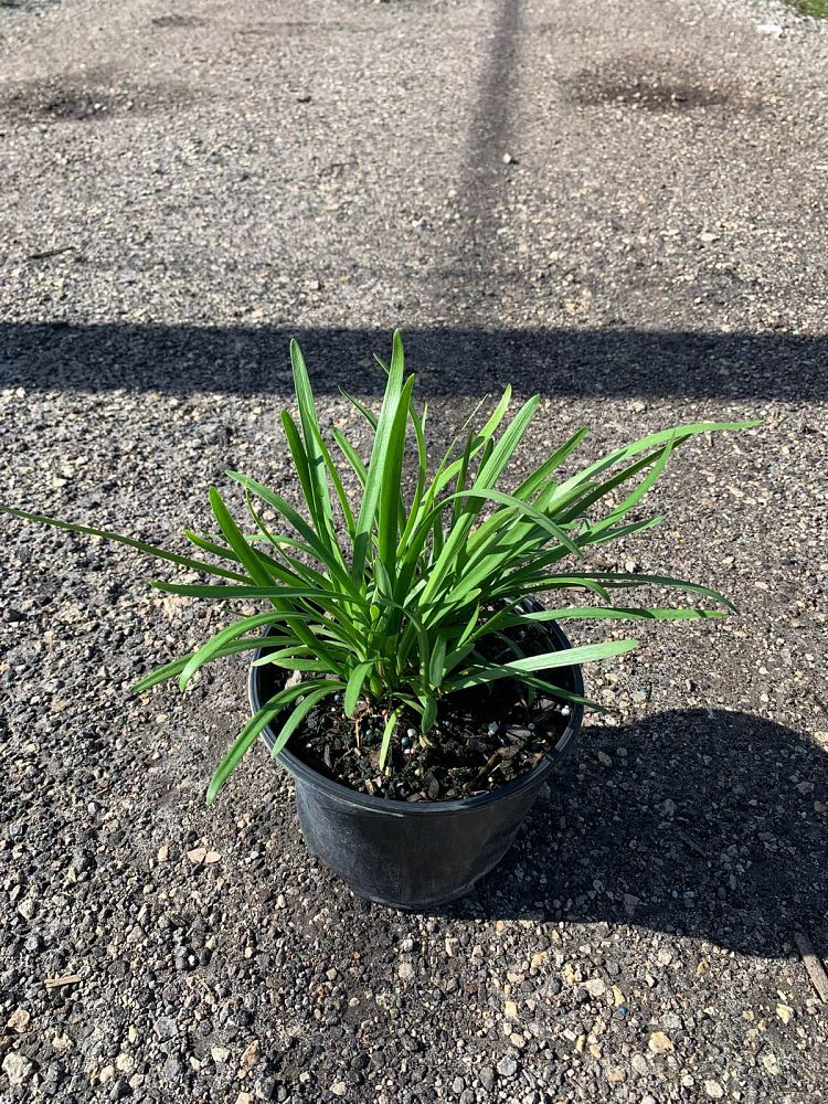 agapanthus-africanus-lily-of-the-nile