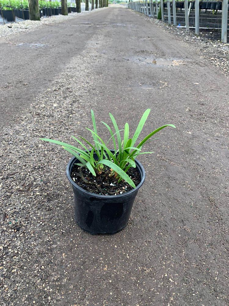 agapanthus-africanus-lily-of-the-nile