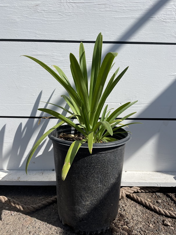 agapanthus-africanus-peter-pan-lily-of-the-nile