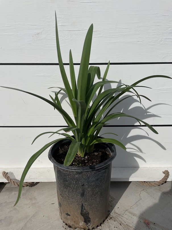 agapanthus-africanus-peter-pan-lily-of-the-nile