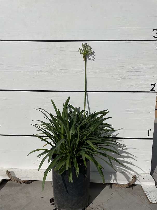 agapanthus-africanus-peter-pan-lily-of-the-nile