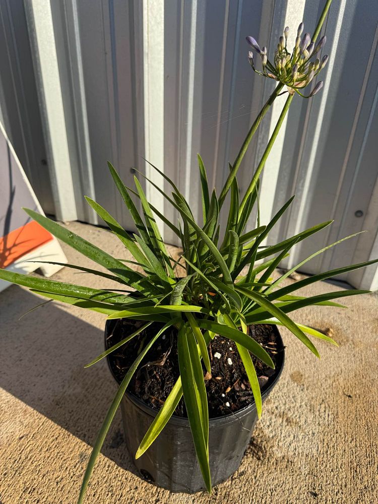 agapanthus-africanus-peter-pan-lily-of-the-nile