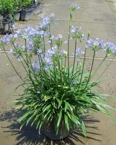 agapanthus-africanus-queen-anne-lily-of-the-nile