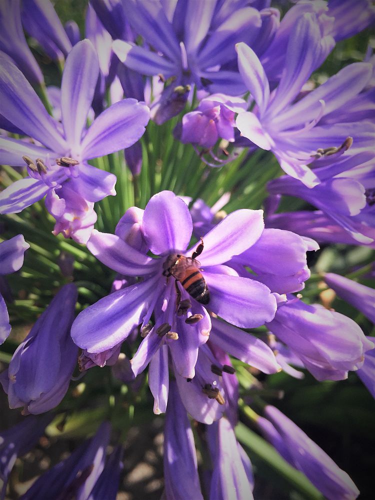 agapanthus-africanus-queen-anne-lily-of-the-nile
