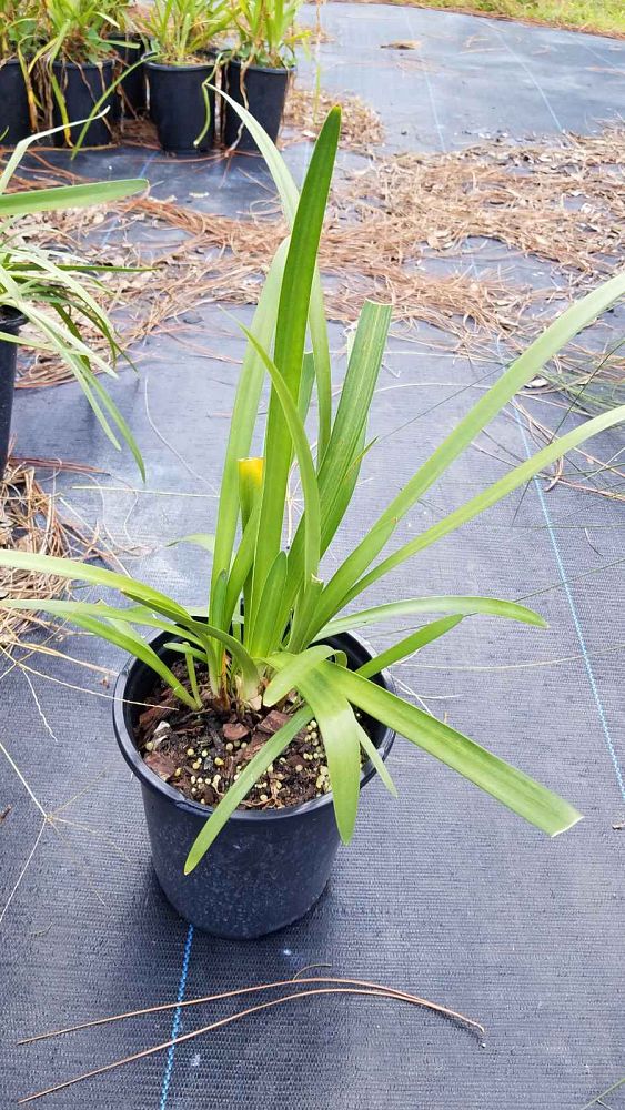agapanthus-aquamarine-lily-of-the-nile