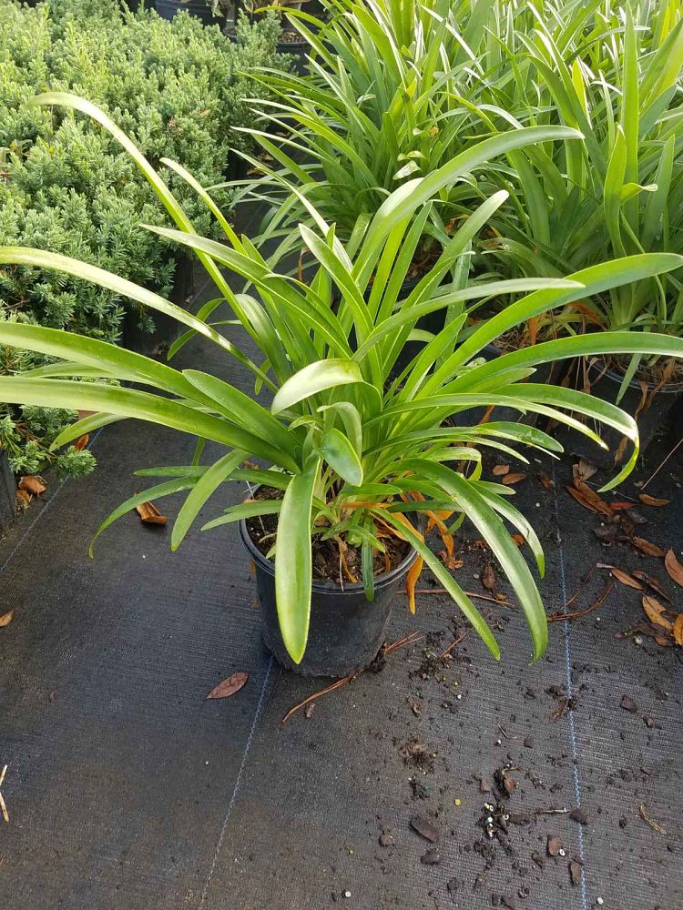 agapanthus-aquamarine-lily-of-the-nile