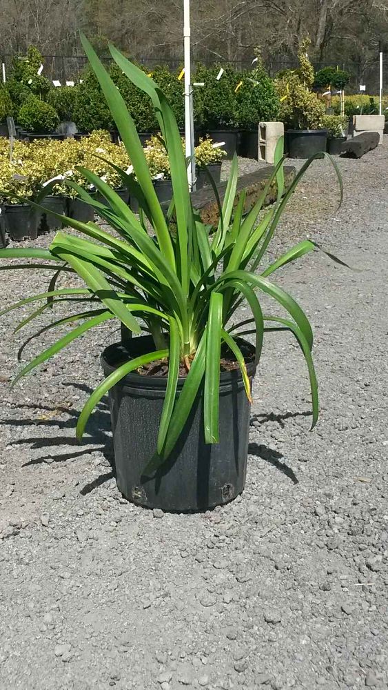 agapanthus-big-blue-lily-of-the-nile