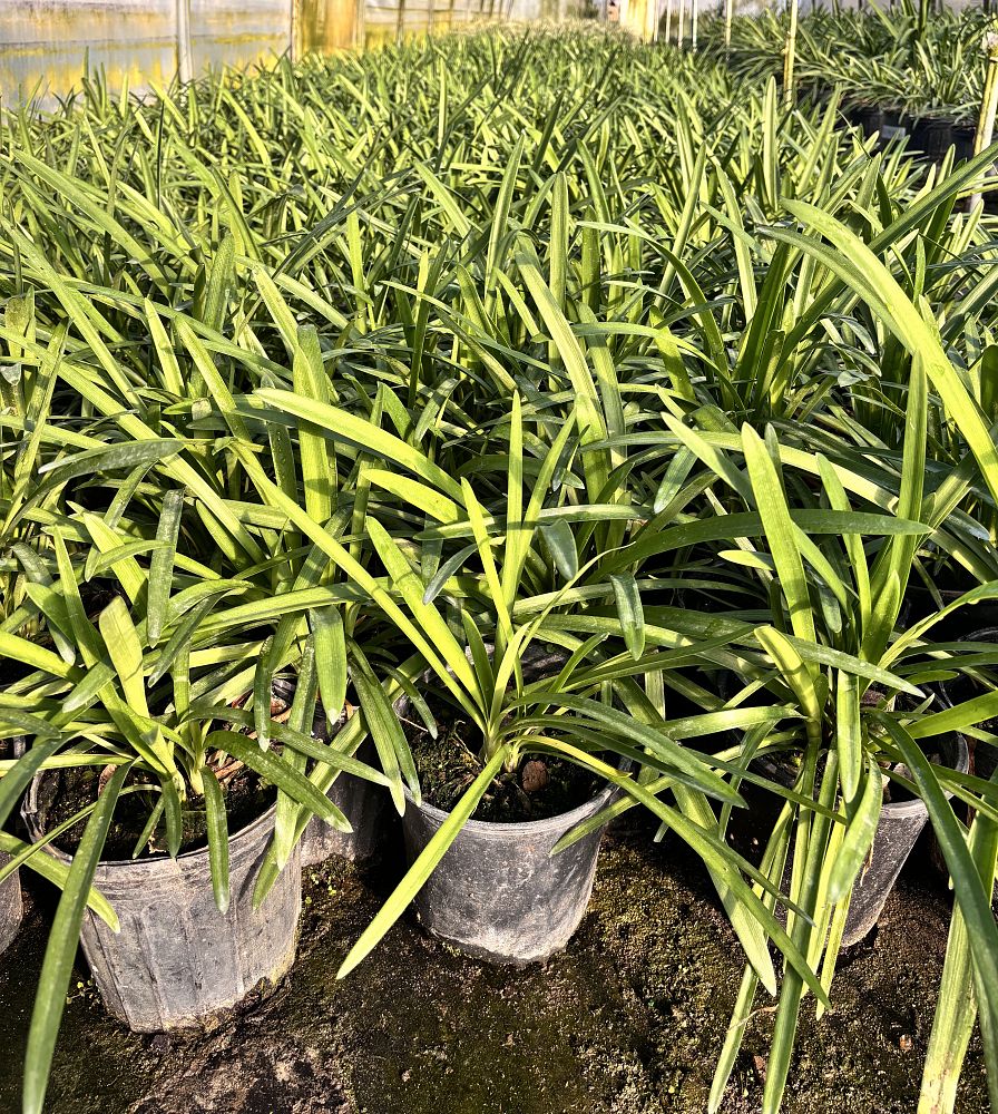 agapanthus-big-blue-lily-of-the-nile