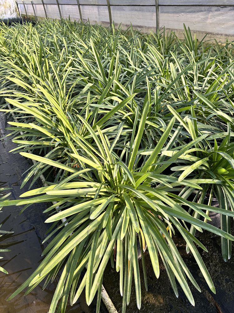 agapanthus-big-blue-lily-of-the-nile