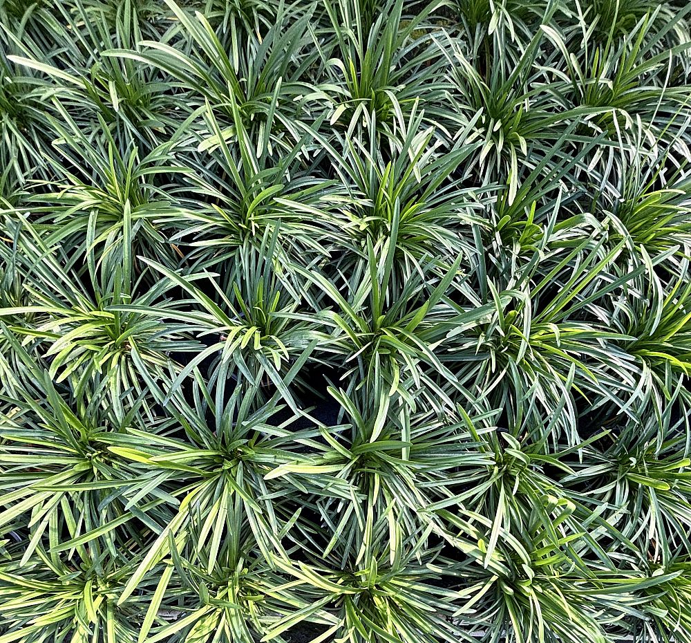 agapanthus-big-blue-lily-of-the-nile