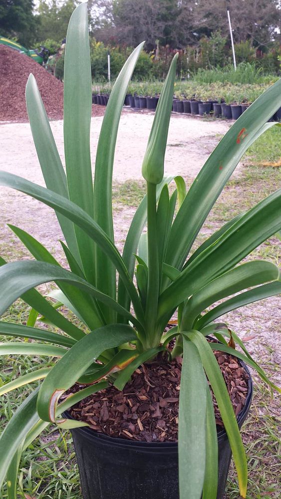 agapanthus-blue-seedling-lily-of-the-nile