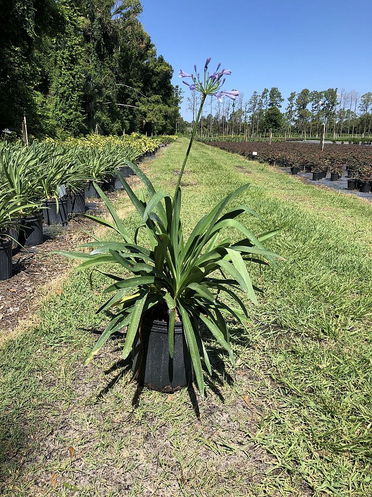 agapanthus-blue-seedling-lily-of-the-nile