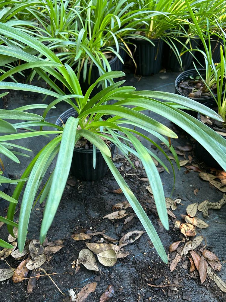 agapanthus-caulescens-african-lily-lily-of-the-nile