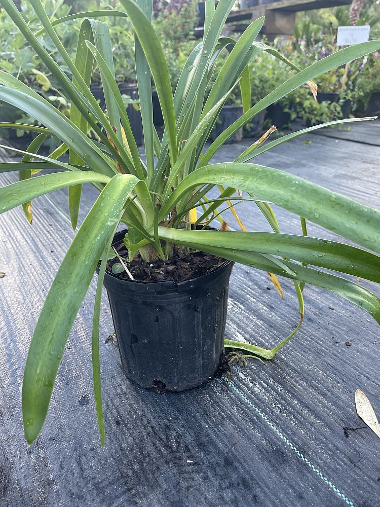 agapanthus-cold-hardy-white-african-lily-lily-of-the-nile