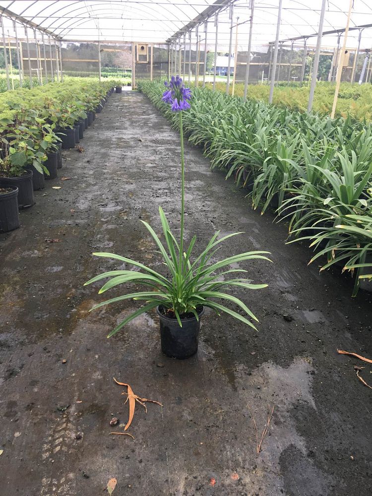 agapanthus-elaine-lily-of-the-nile