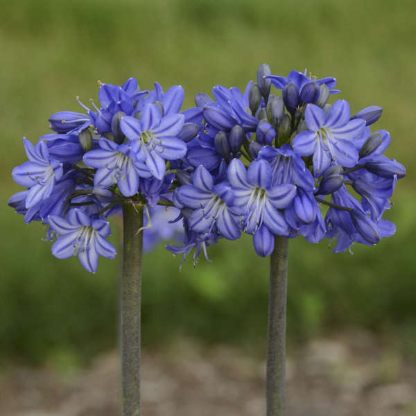 agapanthus-galaxy-blue