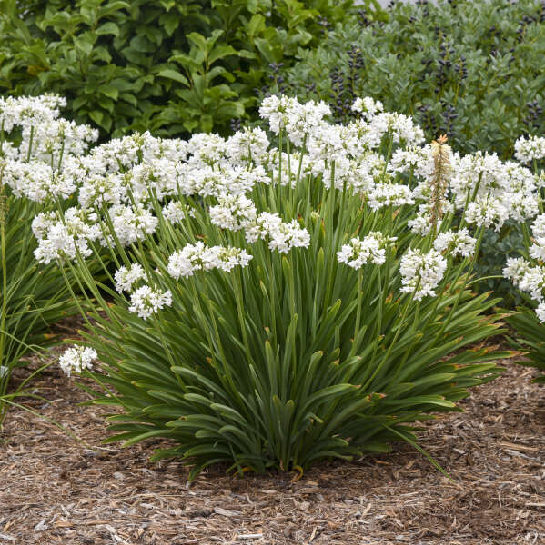 agapanthus-galaxy-white