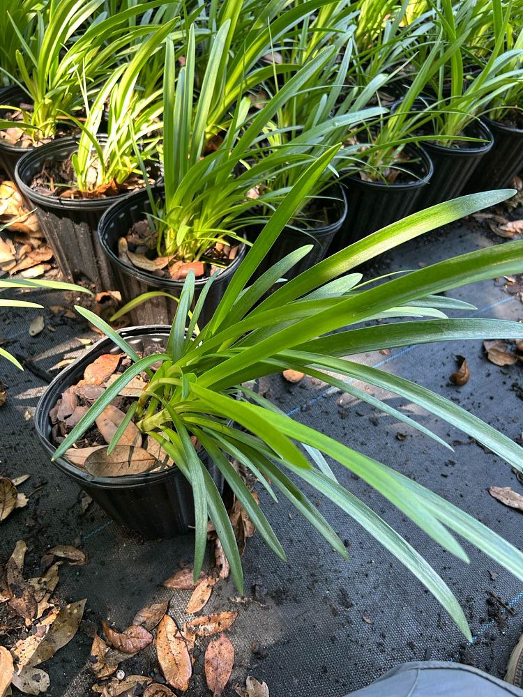 agapanthus-getty-white-white-african-lily-white-lily-of-the-nile-white-agapanthus