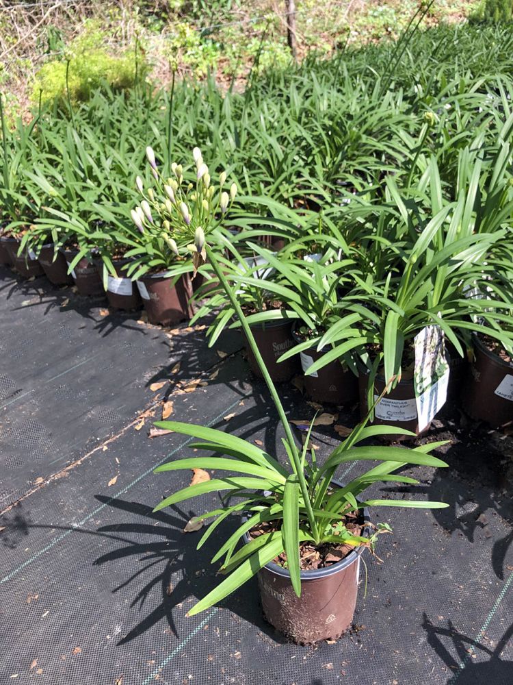 agapanthus-hybrida-ambicoo1-ever-twilight-trade-agapanthus