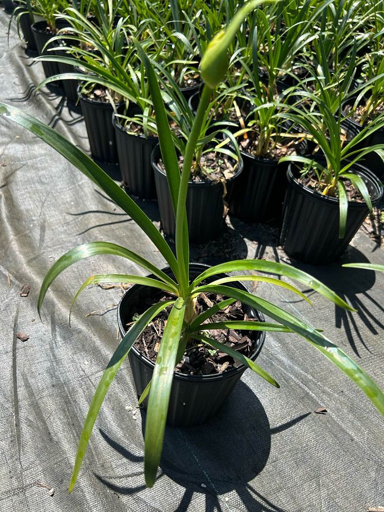 agapanthus-ice-angel-lily-of-the-nile