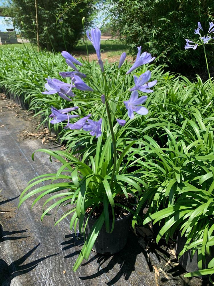 agapanthus-improved-peter-pan-dwarf-blue-lily-of-the-nile