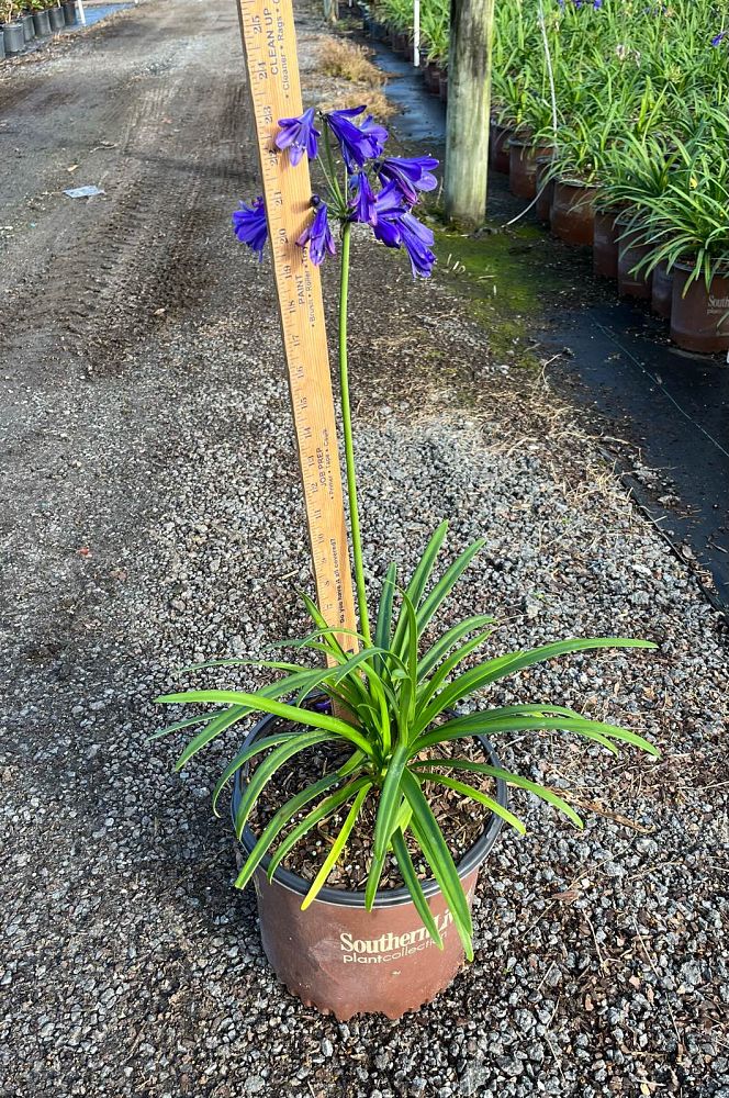 agapanthus-midnight-sky-lily-of-the-nile