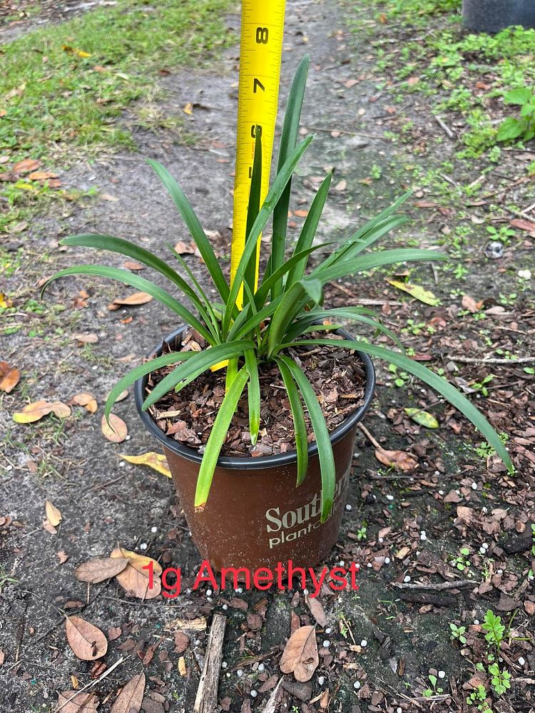 agapanthus-mp003-ever-amethyst-trade-agapanthus