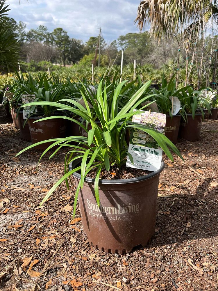 agapanthus-mp003-ever-amethyst-trade-agapanthus