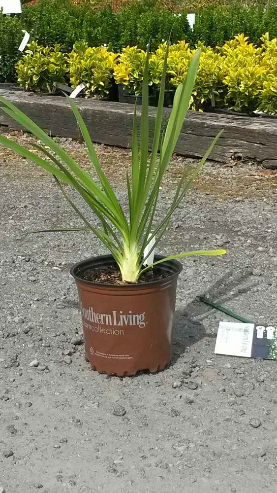 agapanthus-orientalis-queen-mum-lily-of-the-nile