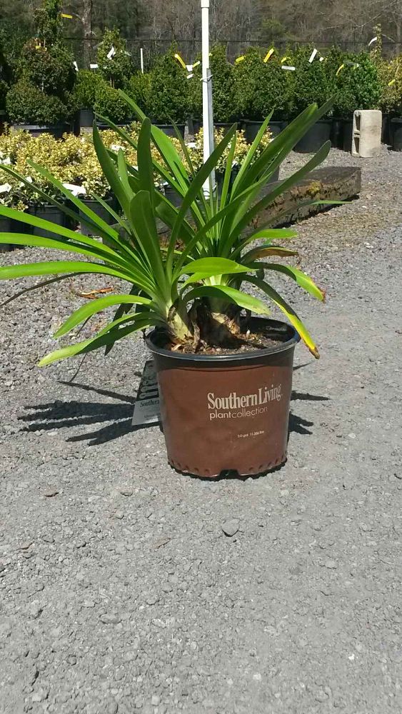 agapanthus-orientalis-queen-mum-lily-of-the-nile