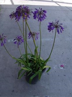 agapanthus-orientalis-storm-cloud-lily-of-the-nile