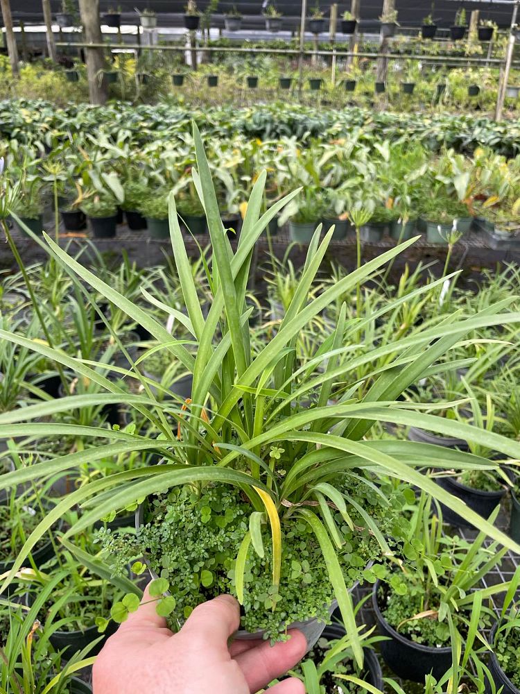 agapanthus-peter-pan-blue-dwarf-blue-lily-of-the-nile