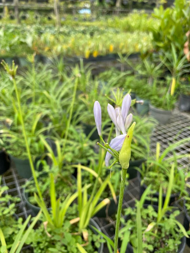 agapanthus-peter-pan-blue-dwarf-blue-lily-of-the-nile