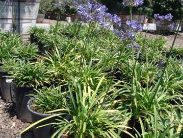 agapanthus-peter-pan-white-lily-of-the-nile