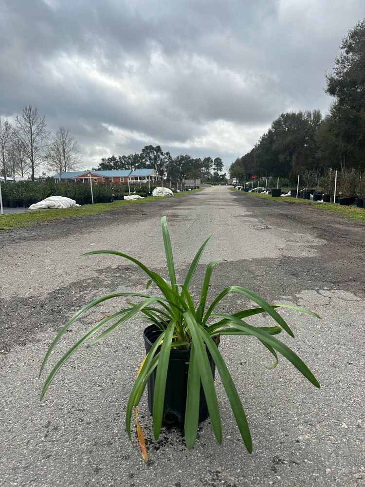 agapanthus-praecox-barley-blue-straight-a-trade-barley-blue-agapanthus