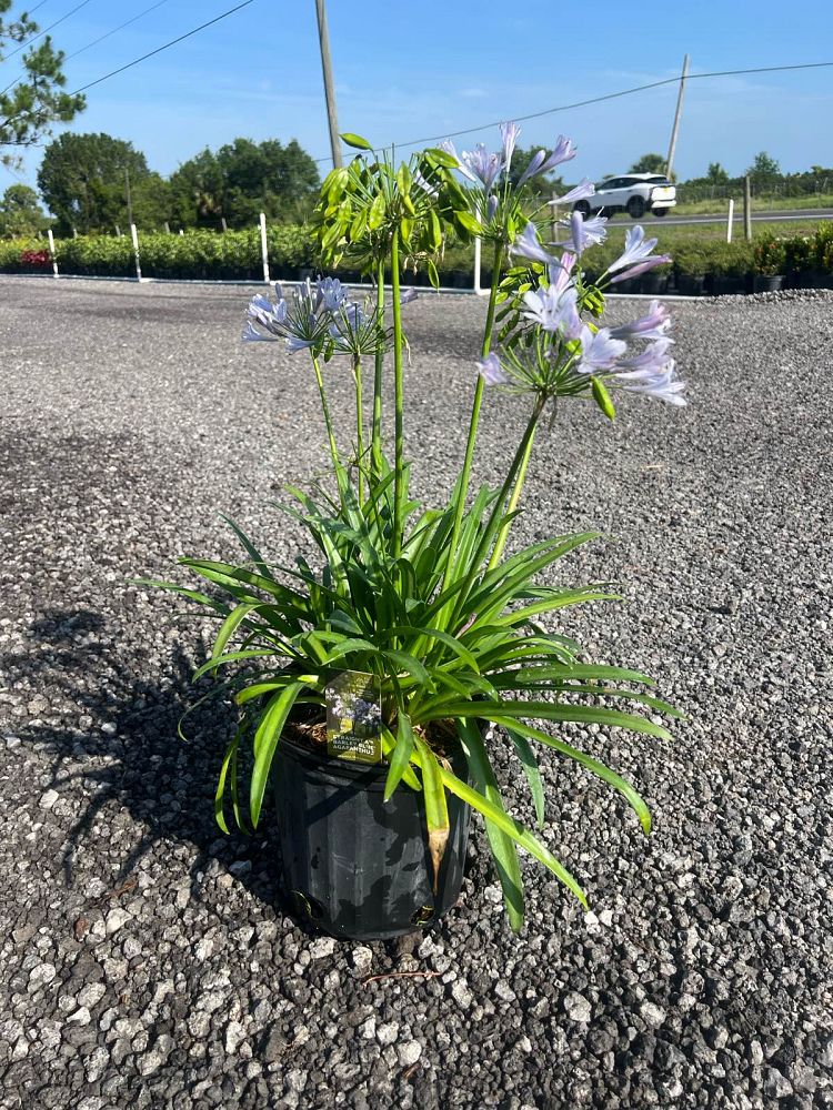 agapanthus-praecox-barley-blue-straight-a-trade-barley-blue-agapanthus