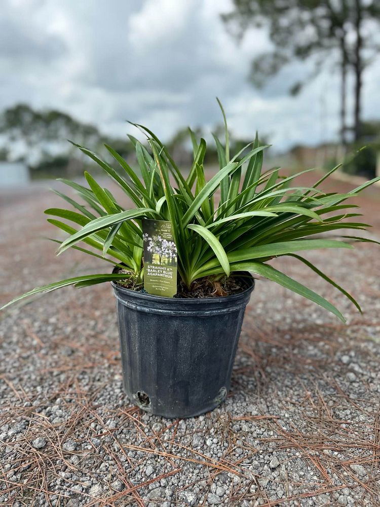 agapanthus-praecox-barley-blue-straight-a-trade-barley-blue-agapanthus