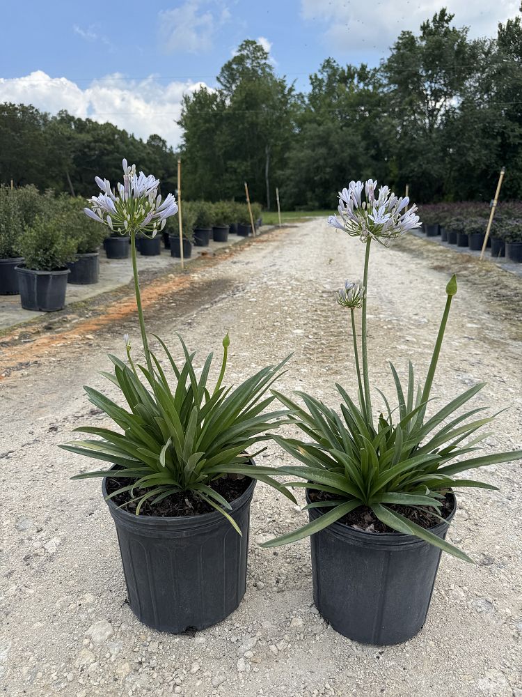 agapanthus-praecox-barley-blue-straight-a-trade-barley-blue-agapanthus