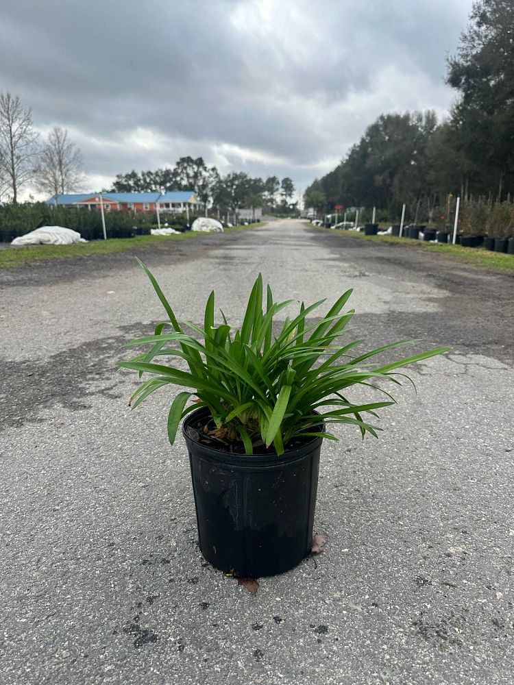 agapanthus-praecox-blue-flare-straight-a-trade-blue-flare-agapanthus