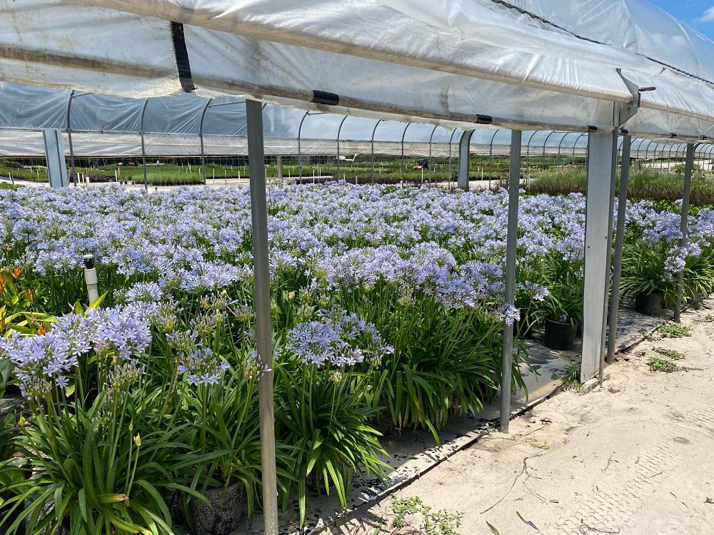 agapanthus-praecox-blue-flare-straight-a-trade-blue-flare-agapanthus